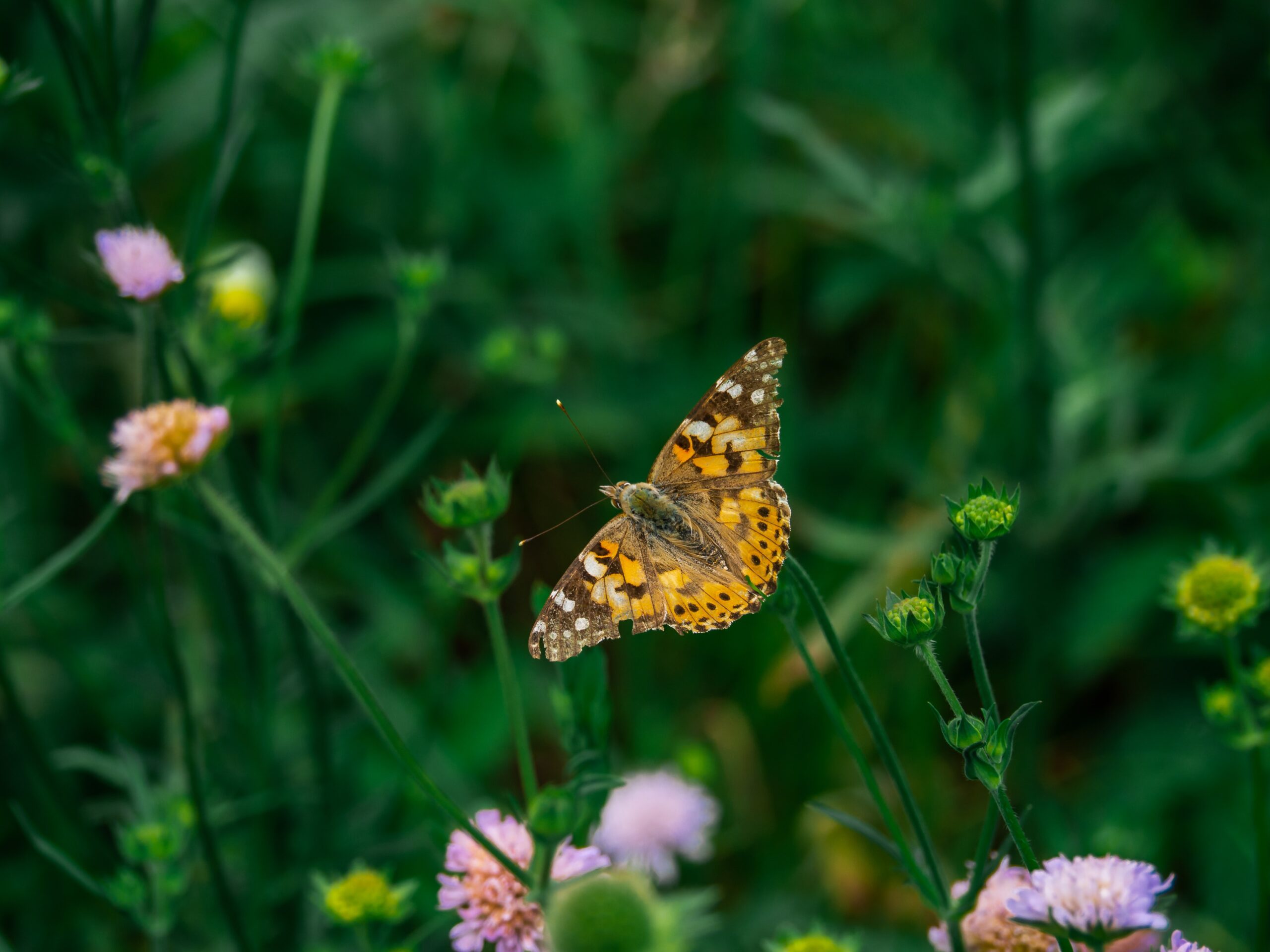 qodef-fullwidth-slider